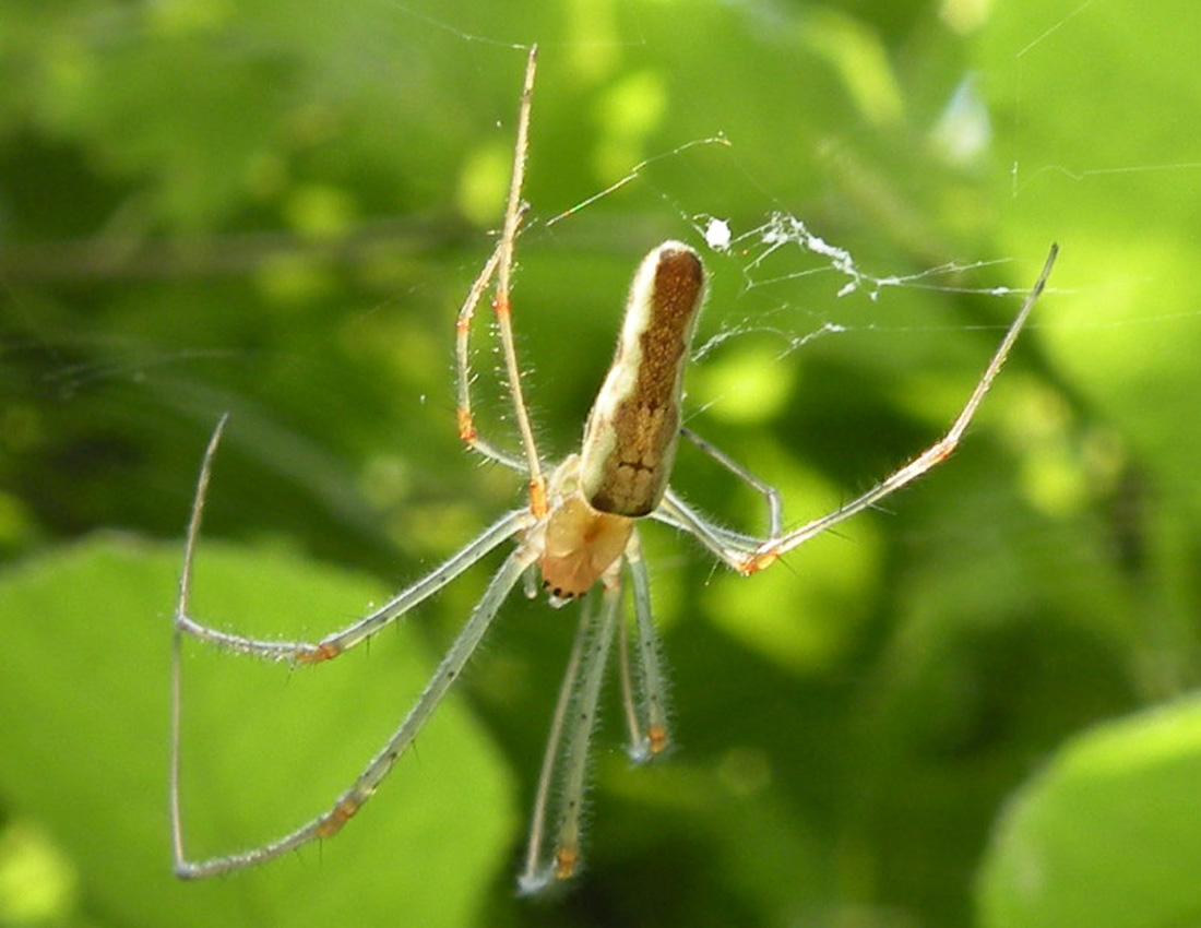 Tetragnatha sp. - Corte Valle Re (RE)